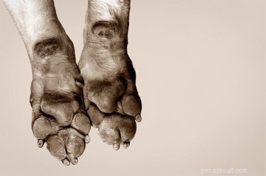 Safe Guide to Removing Calluses from Your Dog’s Paw Pads