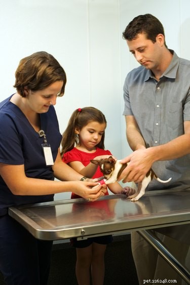 Create a Temporary Dog Leg Brace: Easy DIY Guide to Protect Your Pet