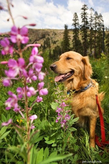 Safe Guide to Removing Cactus Thorns from Your Dog