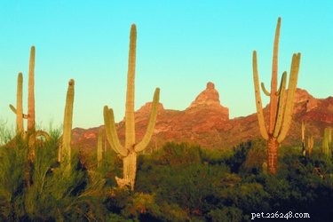 Safe Guide to Removing Cactus Thorns from Your Dog