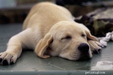 Understanding Dog Twitching: Causes, Sleep vs. Awake, and When to Seek Help