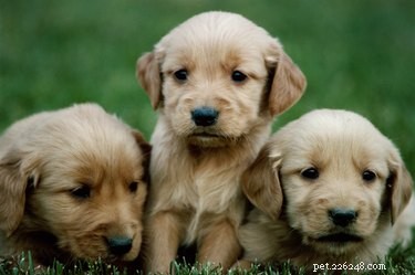 How to Determine if a Dog Still Has Puppies After Giving Birth