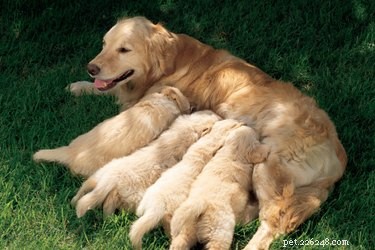 How to Recognize Cervical Dilation in Your Dog During Labor