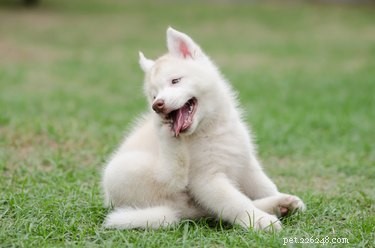 Hydrogen Peroxide: A Safe, Effective Ally Against Fleas and Their Eggs