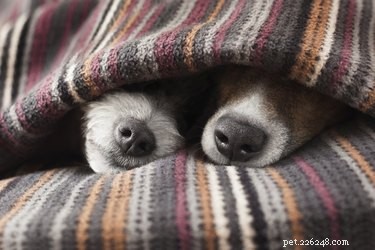 Why Is My Dog Shivering? Common Causes & When to Seek Veterinary Care