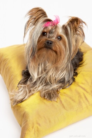 How to Safely Remove Eye Gunk and Hard Fur from a Yorkie