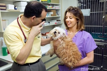 Brown, Scaly Ear Scabs in Dogs: Causes, Symptoms, and Treatment