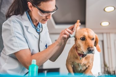 Brown, Scaly Ear Scabs in Dogs: Causes, Symptoms, and Treatment