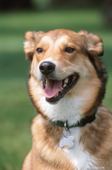 How to Keep Your Dog’s Stool Soft and Healthy