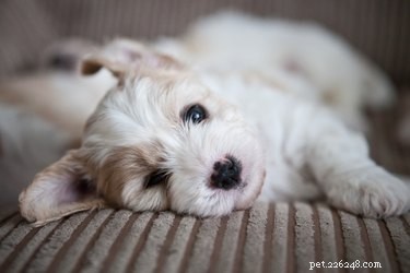 How to Groom a Cavachon: Complete Care Guide