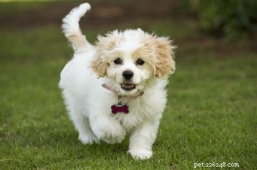 How to Groom a Cavachon: Complete Care Guide