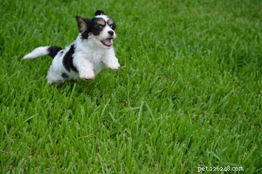 How to Groom a Cavachon: Complete Care Guide