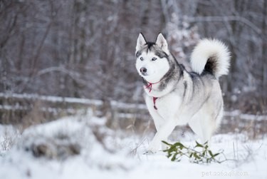 Siberian Huskies: Origins, Habitat, and Care