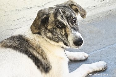 Post-Extraction Care Guide for Your Dog s Dental Health