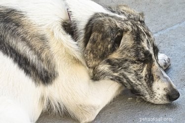 Post-Extraction Care Guide for Your Dog s Dental Health