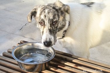 Post-Extraction Care Guide for Your Dog s Dental Health