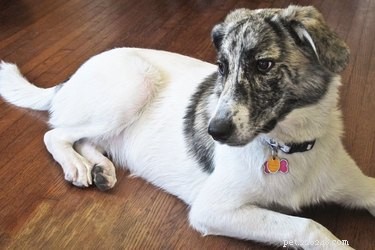 Post-Extraction Care Guide for Your Dog s Dental Health