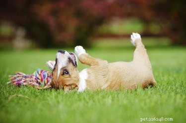 Identifying Parasites on Dogs: A Practical Guide to Ticks, Mites, and Fleas