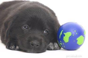 Understanding Early Graying in Labrador Retrievers: Causes & Care