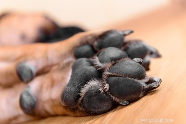Gentle Paw Care: How to Soften and Protect Your Dog’s Rough Pads