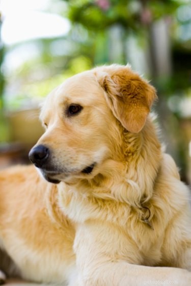 Expert Guide: Treating Dry Skin in Golden Retrievers