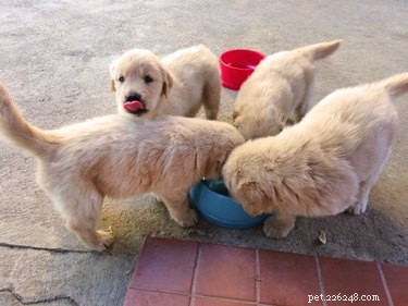 Optimal Feeding Schedule for 4‑Week‑Old Puppies