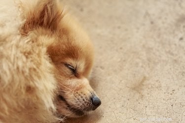 Expert Guide to Caring for Your Pomchi Puppy: Health, Grooming, and Happiness