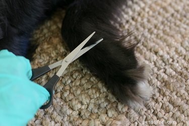Using Gold Bond Medicated Powder Safely on Dogs: A Step‑by‑Step Guide