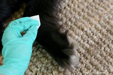 Using Gold Bond Medicated Powder Safely on Dogs: A Step‑by‑Step Guide