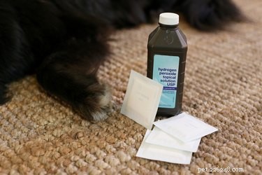 Using Gold Bond Medicated Powder Safely on Dogs: A Step‑by‑Step Guide