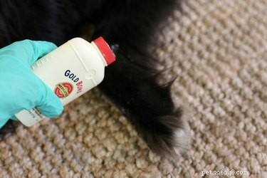 Using Gold Bond Medicated Powder Safely on Dogs: A Step‑by‑Step Guide