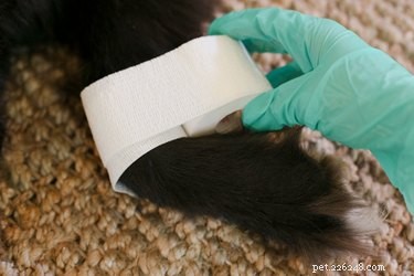 Using Gold Bond Medicated Powder Safely on Dogs: A Step‑by‑Step Guide