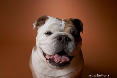How to Keep Your English Bulldog’s Eyes Healthy and Clear