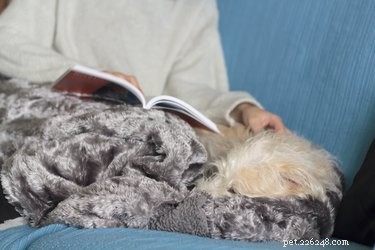 Understanding Nail‑Like Growths on Dogs: Causes, Symptoms, and Care