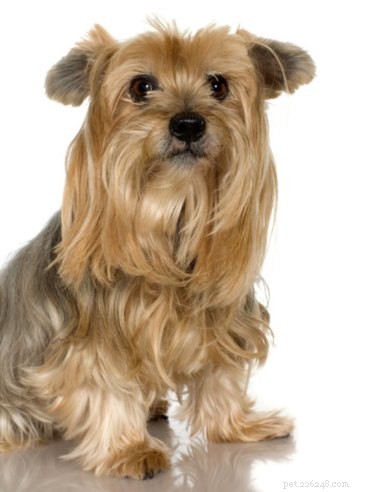 A Complete Guide to Caring for Your Yorkie During Birth