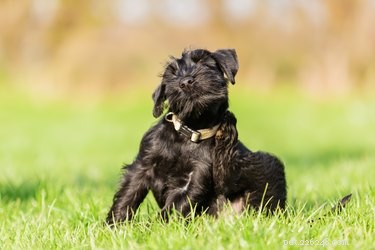 Apple Cider Vinegar: A Safe, Natural Tick Repellent for Dogs
