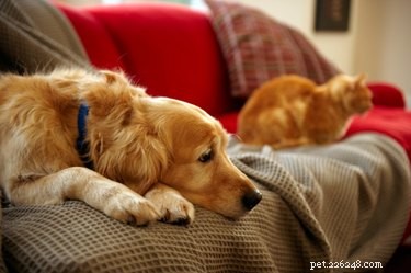 How to Safely Use Lime Sulfur Dips for Dogs & Cats