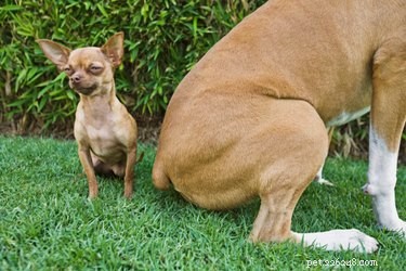 Step-by-Step Guide: Safely Cleaning Your Dog s Anal Glands