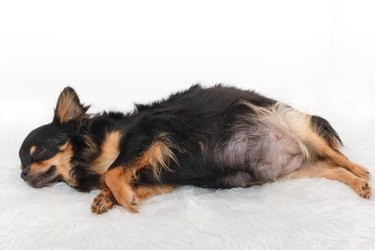 How to Identify Lactation in Your Dog: A Comprehensive Guide