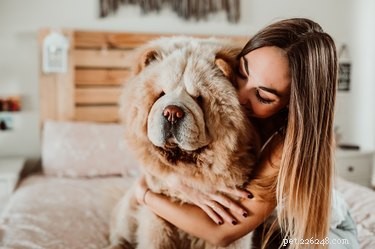 How to Stop Your Female Dog’s Heat Cycle: A Professional Guide