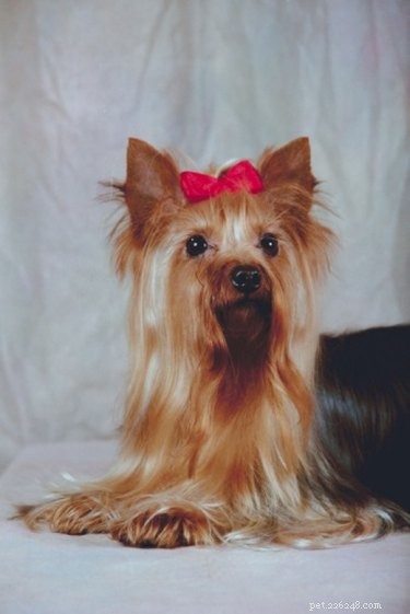 Signs Your Yorkshire Terrier Is About to Deliver: What to Watch For