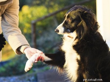 Safely Apply Bag Balm to Your Dog: A Step‑by‑Step Guide