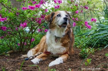 Is Mulch Safe for Dogs? Risks and Alternatives