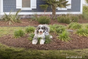 Is Mulch Safe for Dogs? Risks and Alternatives