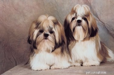Effective Ways to Stop Your Shih Tzu From Scratching