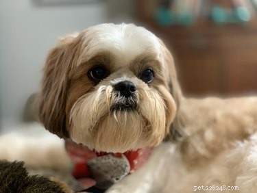Effective Ways to Stop Your Shih Tzu From Scratching