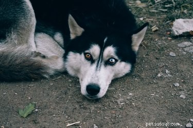 Identifying When a Female Husky Is in Heat: Key Signs for Breeders