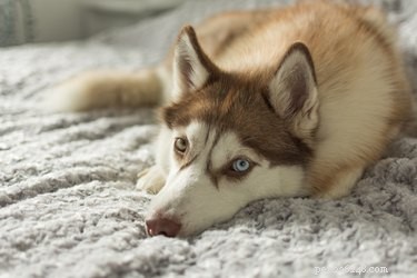 Identifying When a Female Husky Is in Heat: Key Signs for Breeders