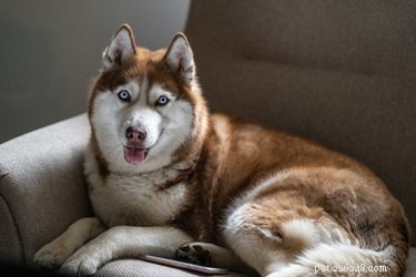 Identifying When a Female Husky Is in Heat: Key Signs for Breeders