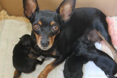 Signs a Dog Has Completed Labor: What to Watch For